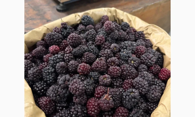 Продам заморожену культивовану Ожину - фото № 4