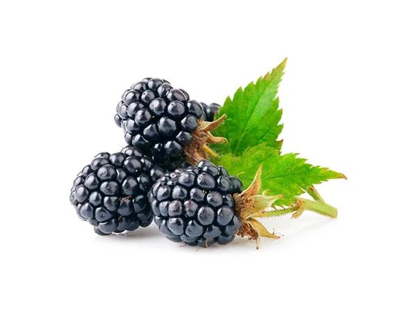 Куплю ожину культивовану на виробництво - фото № 1