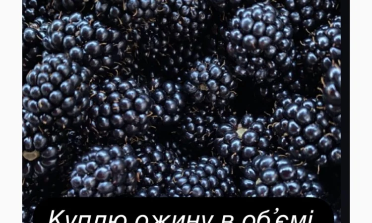 Куплю ожину свіжозірвану - фото № 1