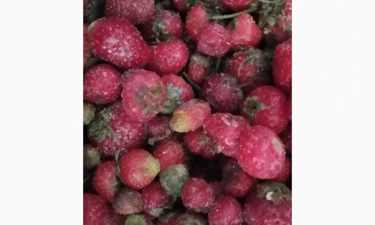 Продам полуницю заморожену дрібну з хвостиком - фото № 1