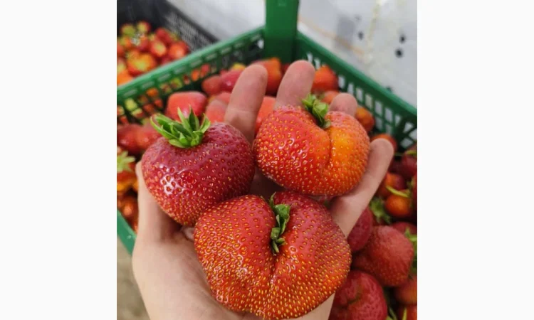 Ягоди полуниці на продаж - фото № 1