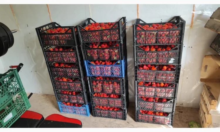 Ягоди полуниці на продаж - фото № 2