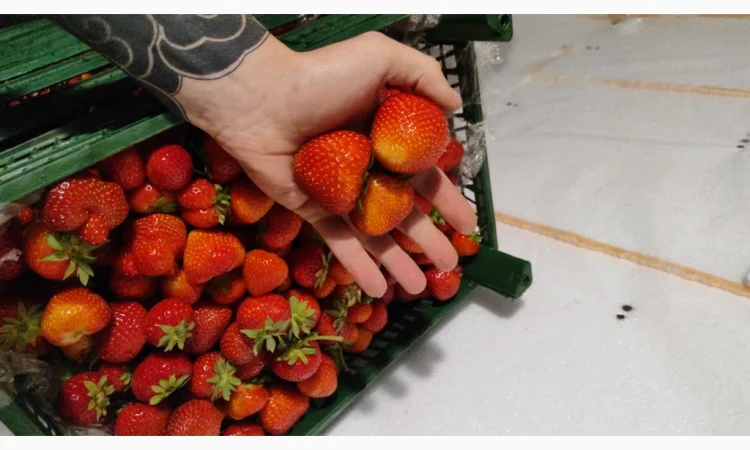 Ягоди полуниці на продаж - фото № 3