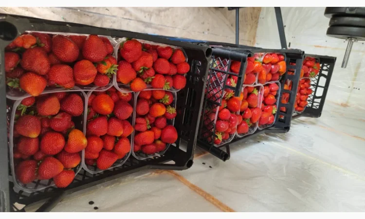 Ягоди полуниці на продаж - фото № 4