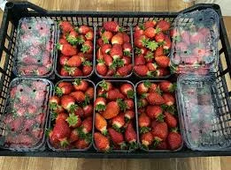 Полуниця сорту Азія | Продаж гуртом | Від 3 тонн - фото № 1