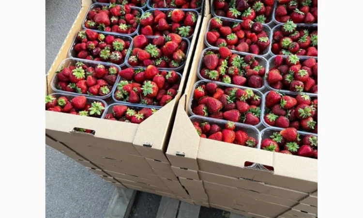 Продам полуницю - фото № 1