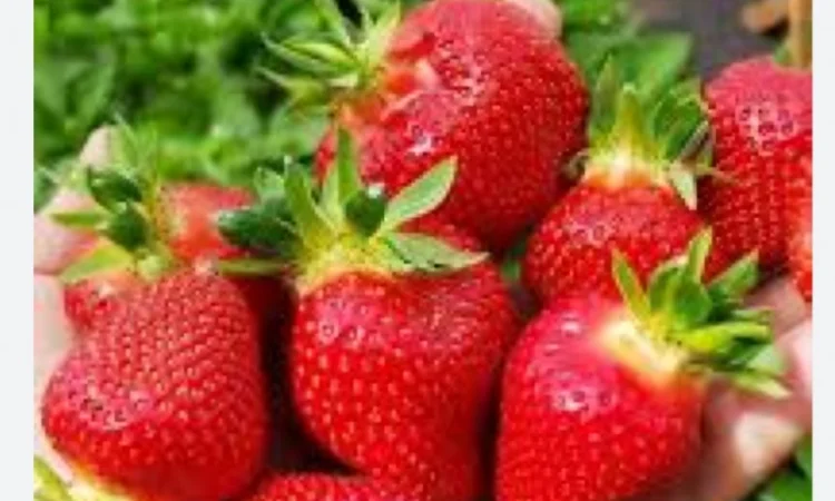 Полуниця - фото № 1