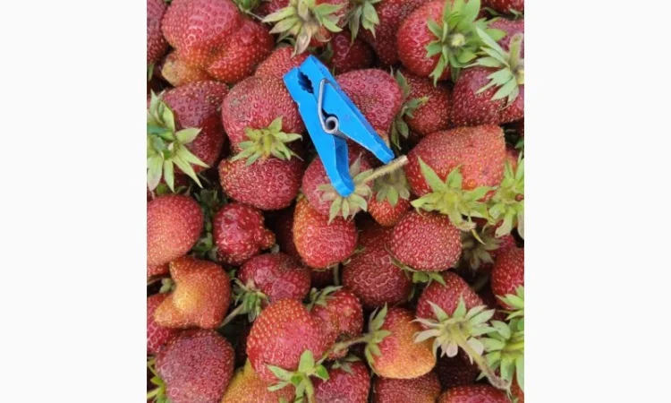 Продам полуницю - фото № 1