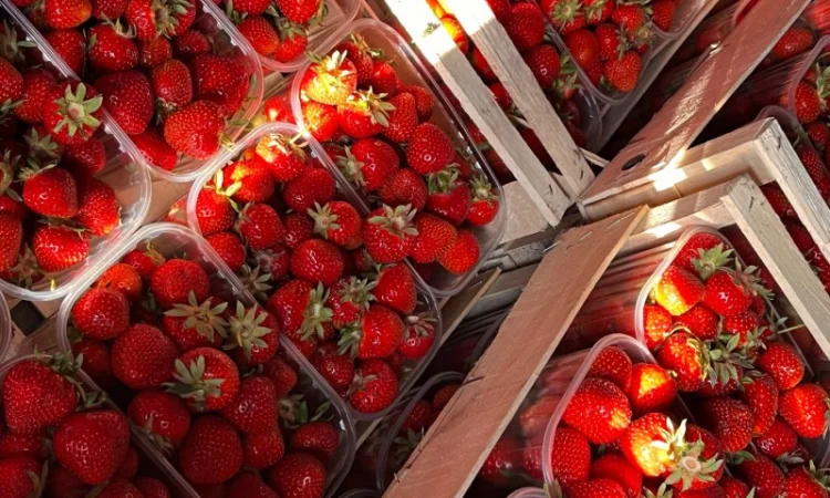 Куплю полуницю оптом - фото № 1