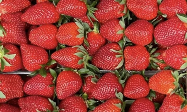 Свіжа клубніка на продаж - фото № 1