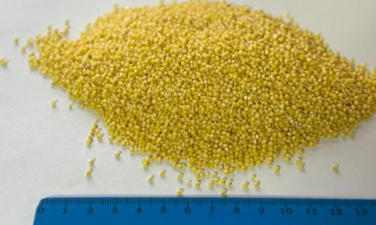 Продамо Пшоно / Полтавська область - фото № 1