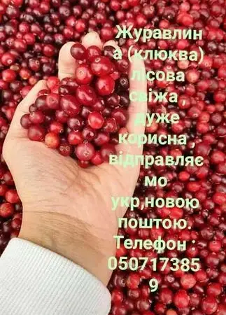 Журавлина лісовая очищенная - фото № 1