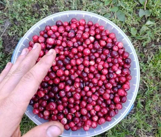 Журавлина лісова очищена - фото № 2