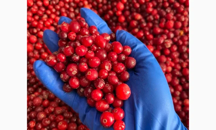 Продам журавлину - фото № 2