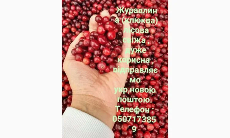 Продам журавлину - фото № 1