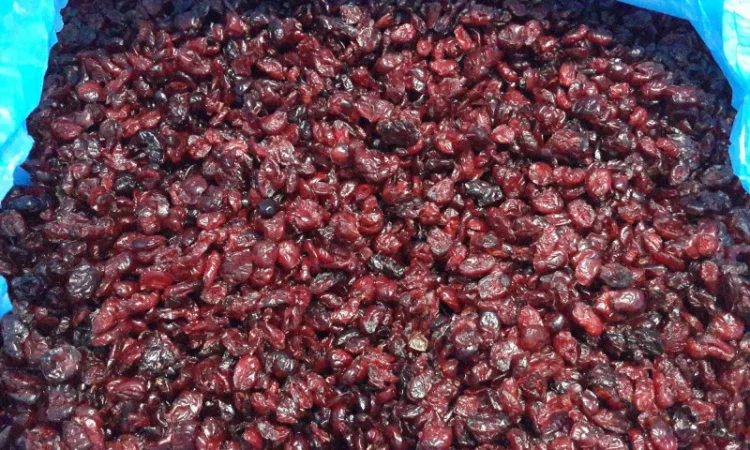 Клюква американська 11 - фото № 1