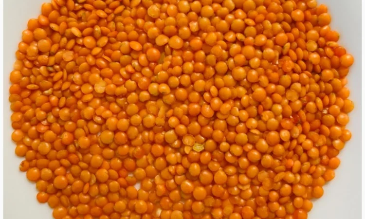 Сочевиця чечевица червона купити оптом - фото № 1