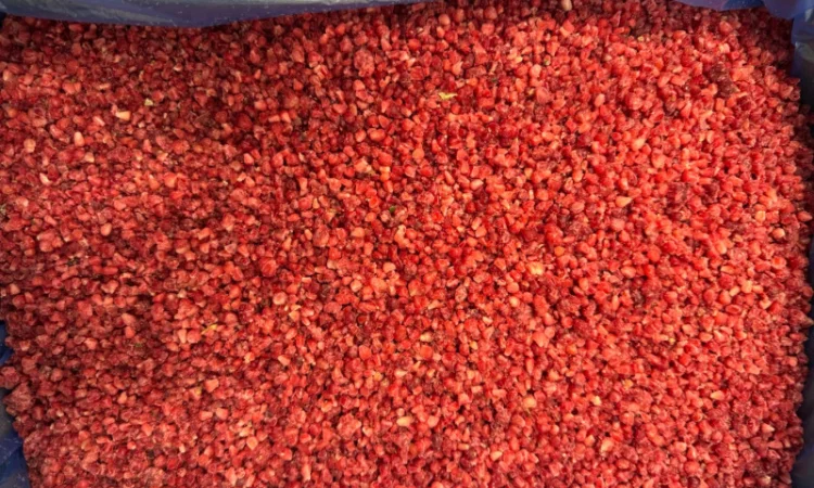 Продается малина сорта Грис - фото № 1