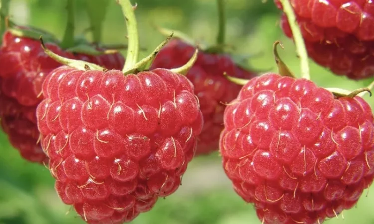 Куплю малину 95/5 - фото № 1