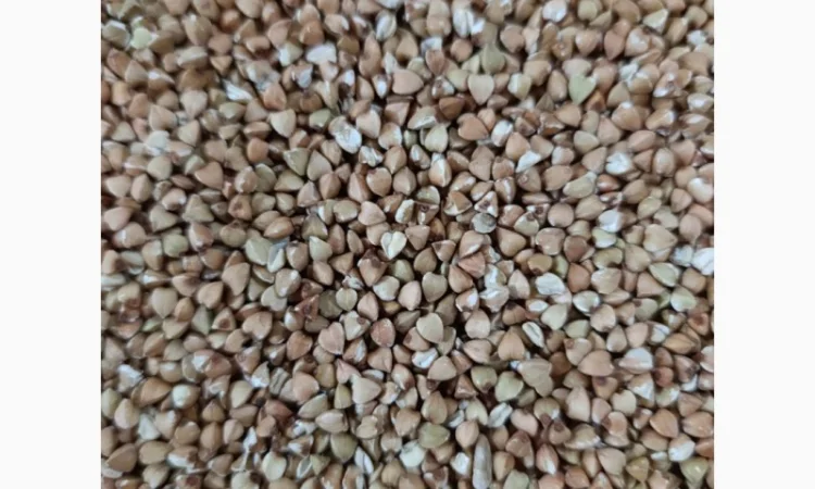 Продам гречку зелену - фото № 1