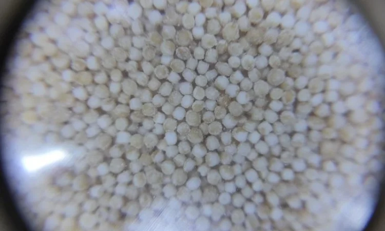 Крупа амарантова шліфована (продаж) 30кг - фото № 2