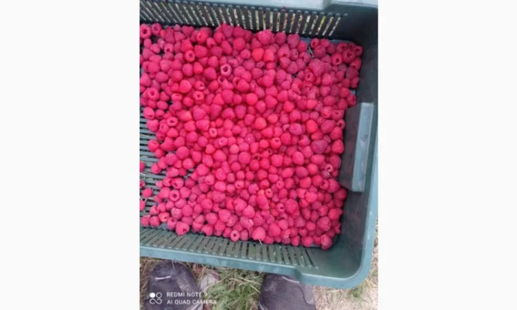 Куплю малину заморожену - фото № 1