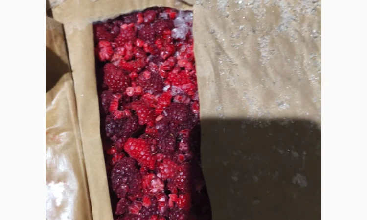 Продам малину (лом) шокової заморозки 2025 р.в - фото № 1