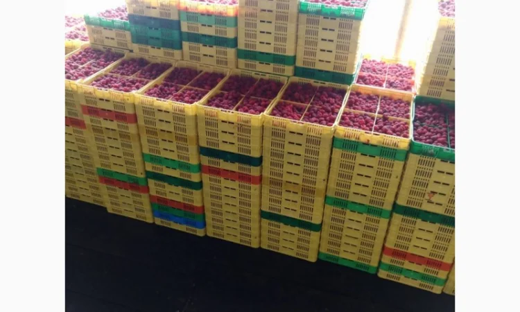 Продается готовый бизнес – плантация малины 2 га - фото № 1