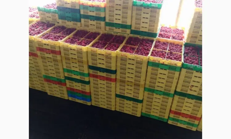 Продам готовий бізнес. Плантація малини 2га - фото № 1