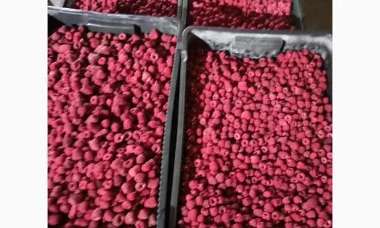 Продается готовый бизнес – плантация малины 2 га - фото № 12