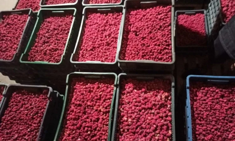 Продается готовый бизнес – плантация малины 2 га - фото № 13