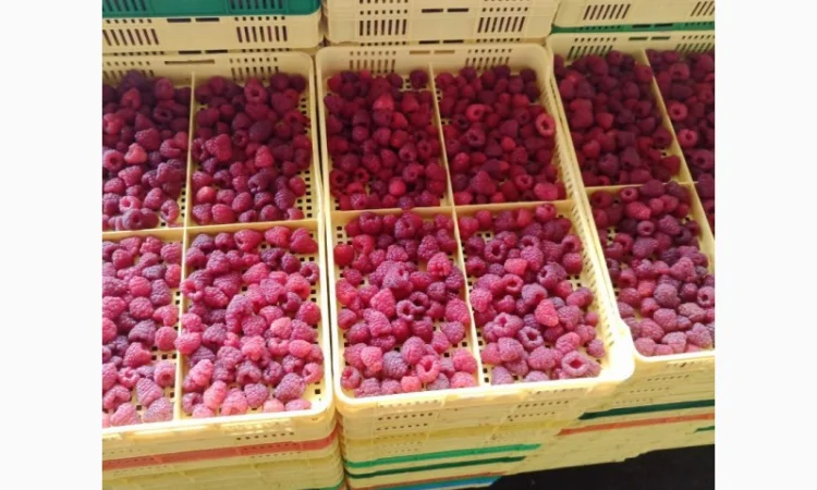 Продается готовый бизнес – плантация малины 2 га - фото № 14