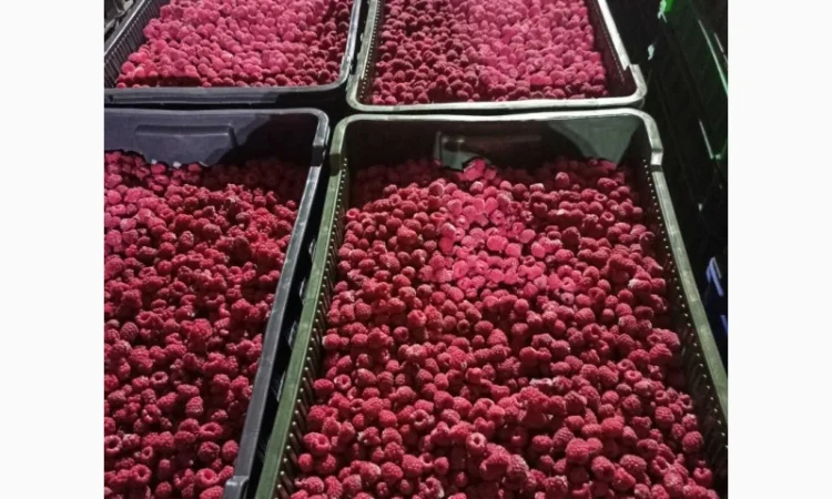 Продается готовый бизнес – плантация малины 2 га - фото № 15