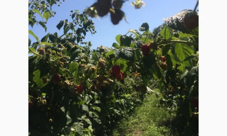 Продается готовый бизнес – плантация малины 2 га - фото № 2