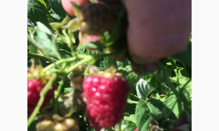 Продается готовый бизнес – плантация малины 2 га - фото № 3