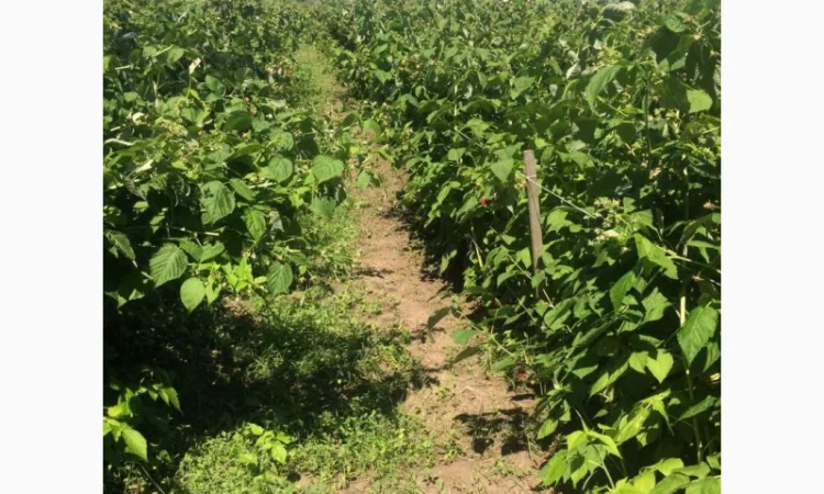 Продается готовый бизнес – плантация малины 2 га - фото № 4