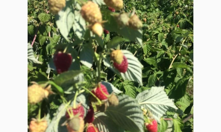 Продается готовый бизнес – плантация малины 2 га - фото № 5