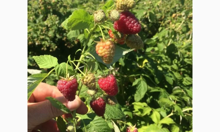 Продается готовый бизнес – плантация малины 2 га - фото № 7