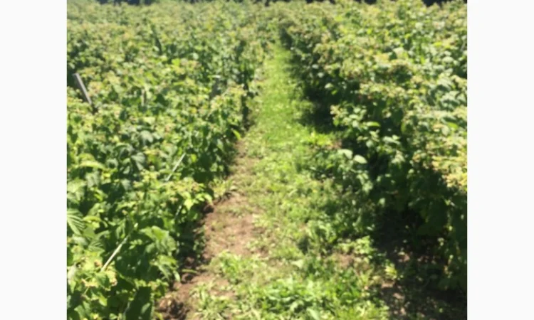 Продается готовый бизнес – плантация малины 2 га - фото № 8