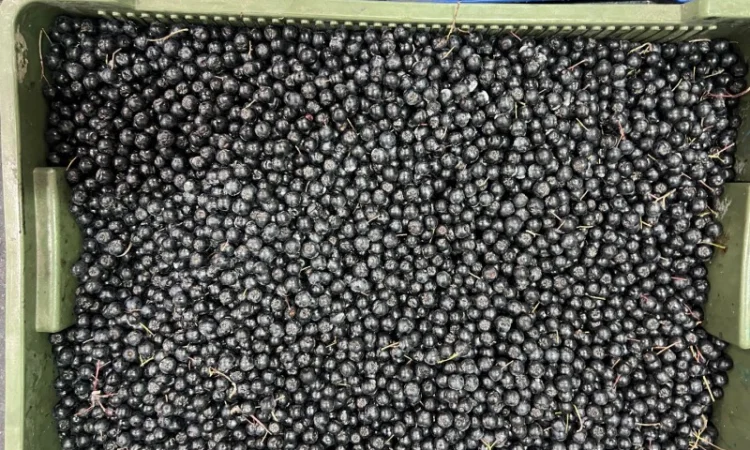 Продам заморожену : Малину (90/10 - фото № 4