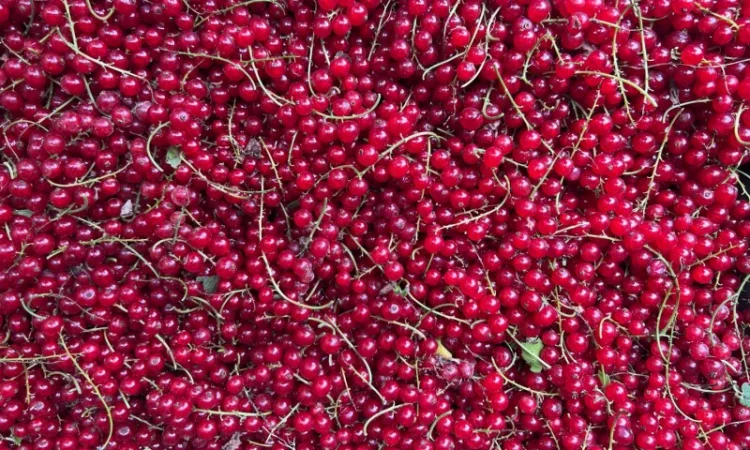 Продам заморожену : Малину (90/10 - фото № 6