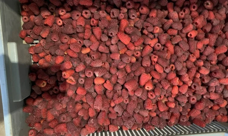 Продам заморожену : Малину (90/10 - фото № 9