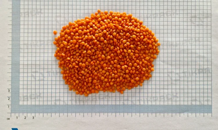 Сочевиця червона (тільки оптом від 5 тонн) в мішках 25 кг - фото № 1