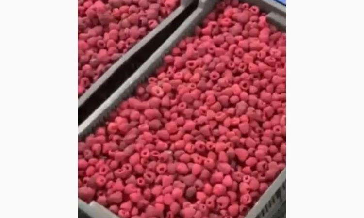 Продам заморожену малину оригінал - фото № 1