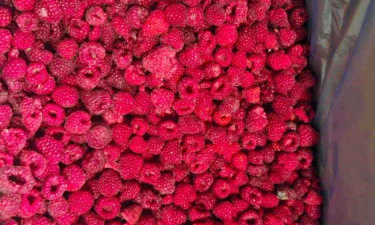 Продам малину 80/20 оптом від 10 тонн - Рівненська область - фото № 1