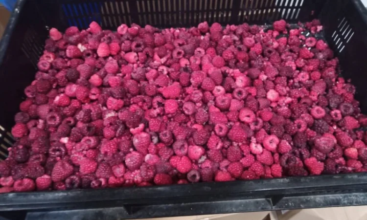 Продам малину заморожену оптом від 10 тонн. 65/35 - фото № 1