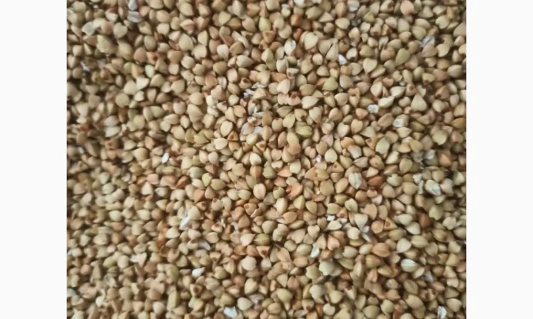 Продается гречневая крупа зеленая оптом - фото № 1