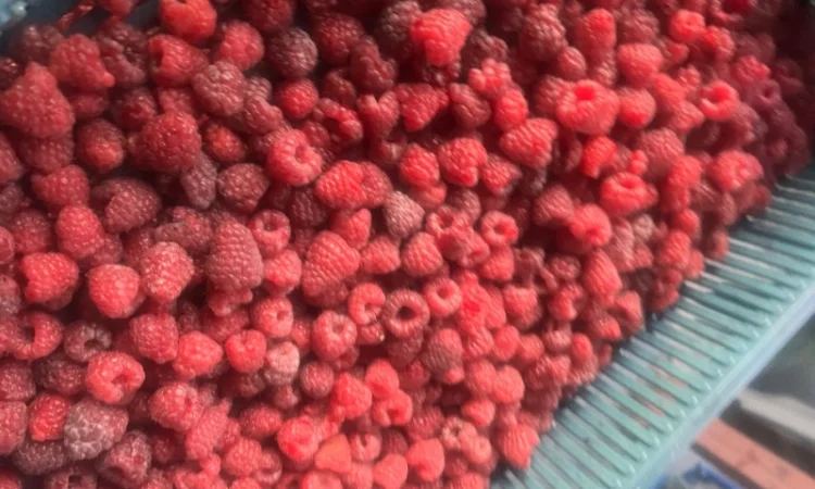 Куплю малину на заморозку - фото № 1