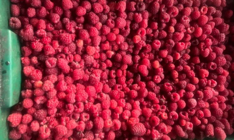 Куплю малину на заморозку - фото № 2