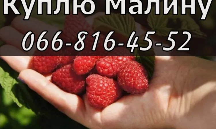 Закуповую малину у будь якому обсязі - фото № 1